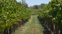 Imagen de San Patricio del Chañar celebra su aniversario consolidado como capital del vino y protagonista de una vendimia histórica