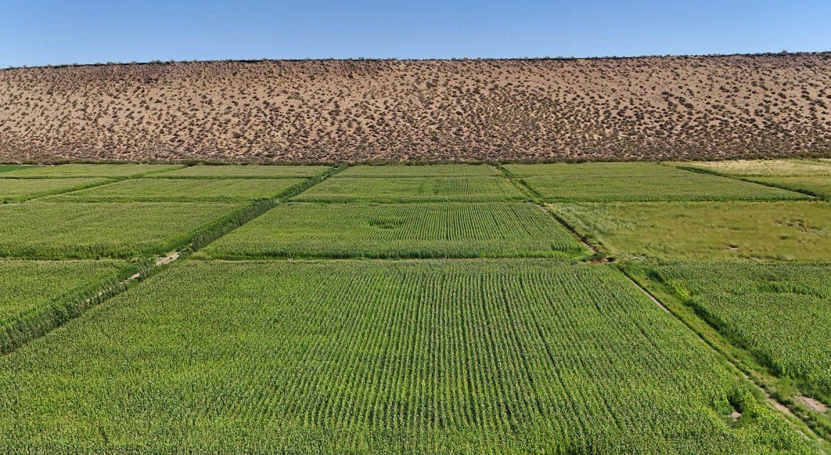 Maíz en Vaca Muerta: este cultivo significa mucho para los Vela, no solo por los altos rindes y porque es parte clave de su sistema ganadero, sino también por la historia. La familia se jacta de que Gilberto es el pionero con el maíz en Añelo.