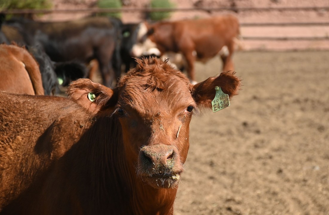 El sistema ganadero de los Vela integra recría y terminación, ambos a corral. La alimentación se estructura sobre la base de tres dietas claramente definidas a lo largo del ciclo. 
