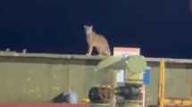 Imagen de Video | Apareció un puma en una planta de Vaca Muerta y sorprendió a trabajadores petroleros