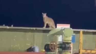 Video | Apareció un puma en una planta de Vaca Muerta y sorprendió a trabajadores petroleros