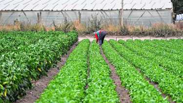 Precios de productor a consumidor: cuánto puede ayudar al bolsillo comprar verduras y hortalizas directamente en la chacra