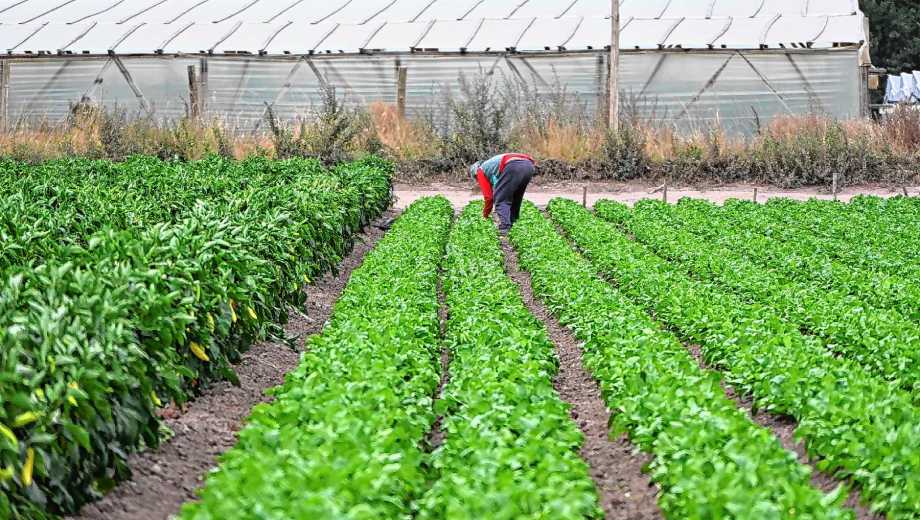 Producción de hortalizas en una chacra de Roca. Fotos: Juan Thomes