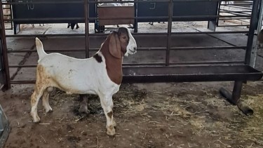 Jubilado del petróleo cría caprinos originarios de Sudáfrica y ya tiene 35 madres propias en su chacra en Neuquén