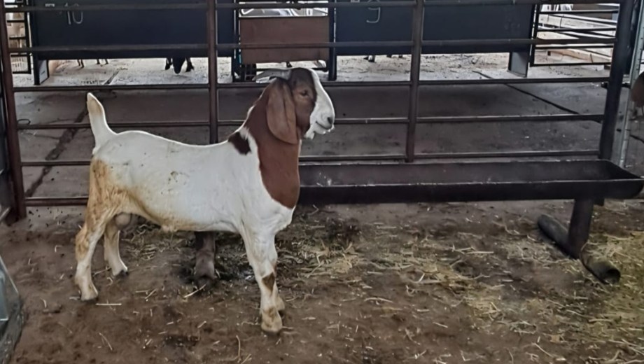 Ejemplar de la raza caprina Boer, originaria de Sudáfrica, ahora criada en Neuquén.