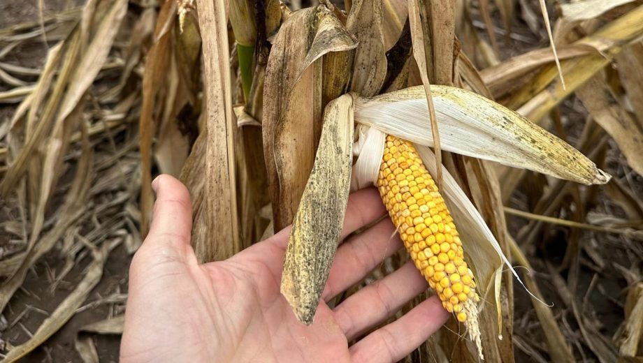 La chicharrita del maíz es la responsable del principal problema sanitario del cultivo: el achaparramiento del maíz. Foto: gentileza.