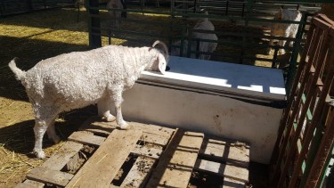 Bebederos antiheladas hechos con heladeras recicladas: una solución simple para el invierno patagónico