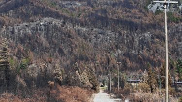 A un mes del incendio que comenzó en Puerto Patriada: vivir entre las cenizas