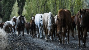 20 años de pasión y genética en la cría de caballos Cuarto de Milla para el duro trabajo en la Patagonia