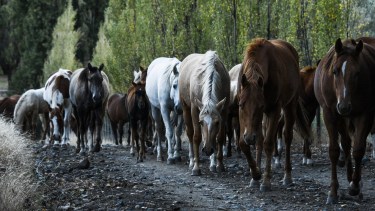 20 años de pasión y genética en la cría de caballos Cuarto de Milla para el duro trabajo en la Patagonia