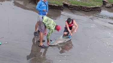 Río Negro habilitó en Punta Bermeja una excepción científica para estudiar el impacto de la pesca deportiva en tiburones