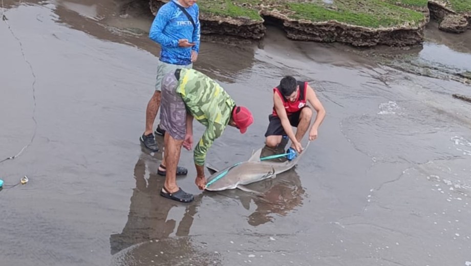 Punta Bermeja alberga un estudio científico para proteger tiburones. Foto: gentileza.