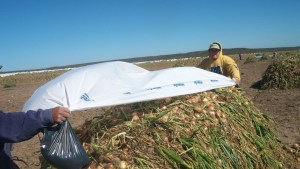 La cebolla del valle frente a un escenario desafiante: Brasil anticipa una buena cosecha y precios en baja