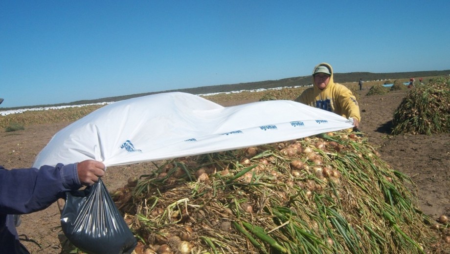 La comercialización de cebolla de Argentina depende en gran medida del mercado brasileño.