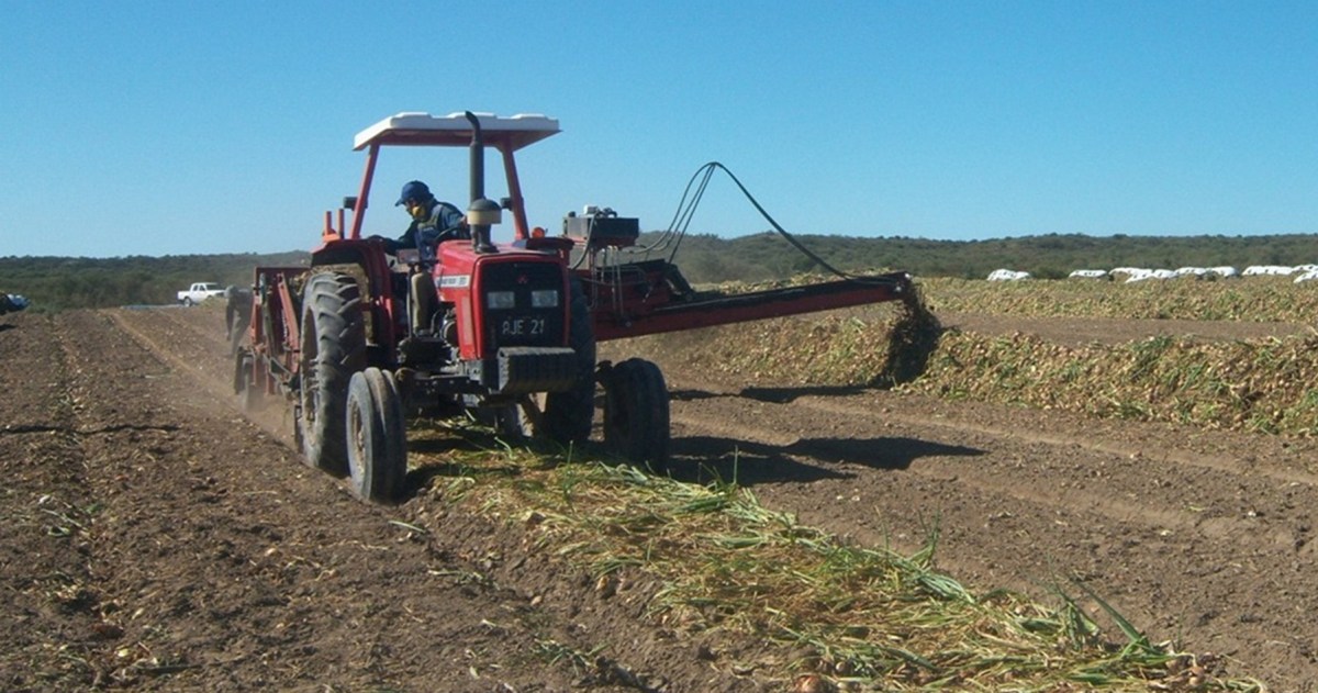 Cebolla del Valle Inferior: Brasil proyecta alta oferta y presiona las exportaciones argentinas