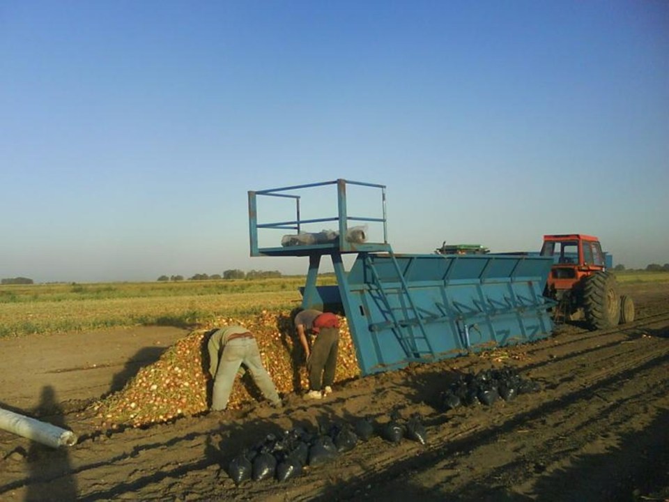 Cebolla del Valle Inferior: Brasil proyecta alta oferta y presiona las exportaciones argentinas