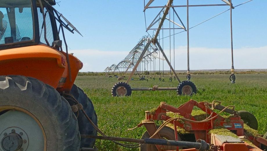 54.000 kilos de alfalfa marcan el primer paso: Catriel apuesta a la «diversificación productiva»