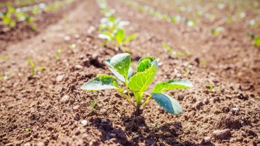 Roca será sede del 40° Encuentro Nacional de Agricultura Biodinámica, para repensar el vínculo con la tierra