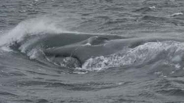 Video | ¡Histórico! Una ballena azul fue vista por primera vez en Chubut: así fue la aparición del animal más grande del mundo
