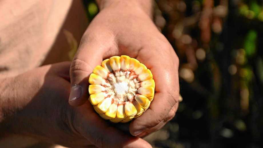 Maíz en el Valle Medio del río Negro. Foto: Alejandro Carnevale.