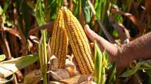 Imagen de De 20.000 a 25.000 kilos de grano de maíz por hectárea: el ensayo en Río Negro que promete romper los rindes