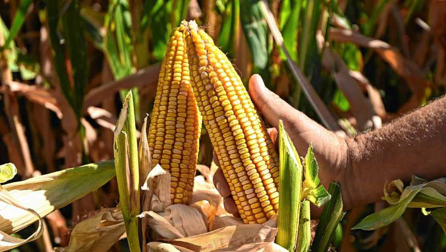 Cultivo de maíz en Coronel Belisle.