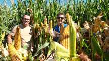 Imagen de En fotos, así se ve el ensayo de Río Negro donde se cultivan de 20.000 a 25.000 kilos de grano de maíz por hectárea