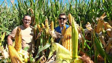 En fotos, así se ve el ensayo de Río Negro donde se cultivan de 20.000 a 25.000 kilos de grano de maíz por hectárea
