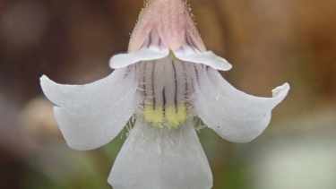 Cuáles son las seis plantas carnívoras que habitan en rincones de la Patagonia