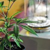 Imagen de Cannabis, género y territorio: el IGPJ de Río Negro aprobó la primera fundación cannábica en Roca