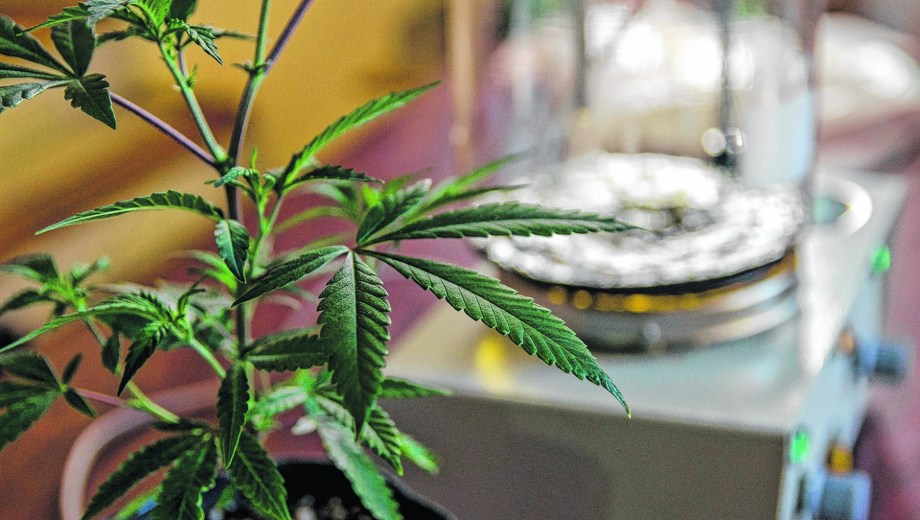 La UNCo y el INTA apuntalan los detalles para presentar la Maestría en Cannabis Medicinal. (Gentileza: INTA).