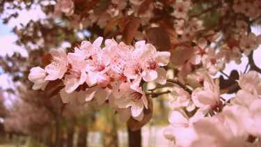 Descubrí las ventajas del ciruelo: ideal para espacios reducidos y con abundantes frutos