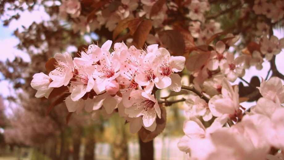 Ciruelo: el árbol frutal ideal para jardines chicos.-