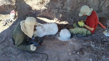 Dinosaurios acorazados: un nuevo descubrimiento en Neuquén revela información clave