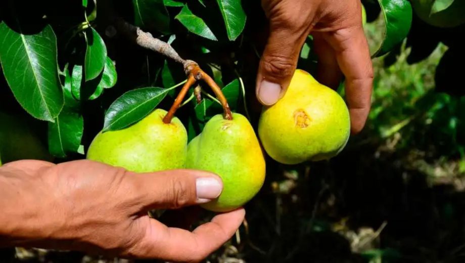 Nación declaró la "emergencia agropecuaria" en Río Negro tras los daños por heladas, granizo y lluvias