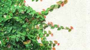 Cómo mantener la enamorada del muro sin dañar tus paredes: guía de poda esencial