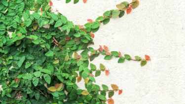 Cómo mantener la enamorada del muro sin dañar tus paredes: guía de poda esencial