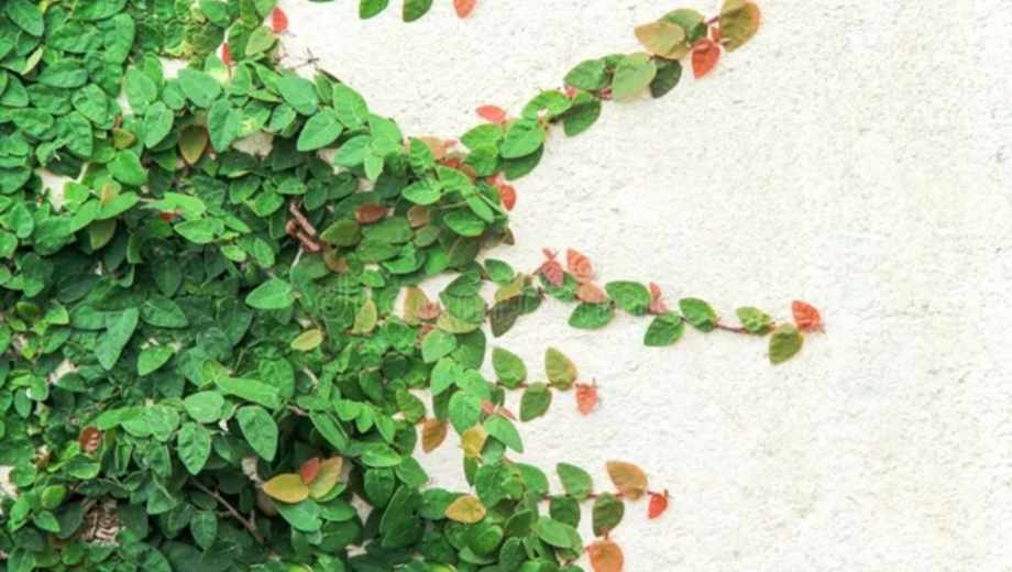 Enamorada del muro: ¿cómo podarla?.-