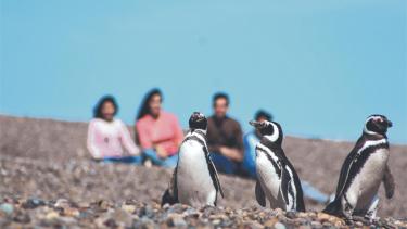 Dormir en la estepa, despertar con fauna: Cinco estancias de Península Valdés para vivir la Patagonia