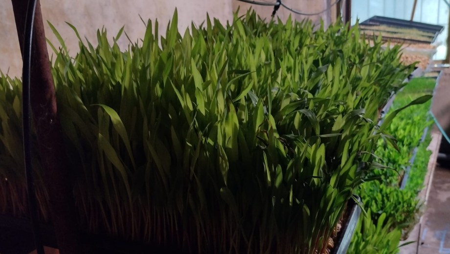 Forraje verde hidropónico.