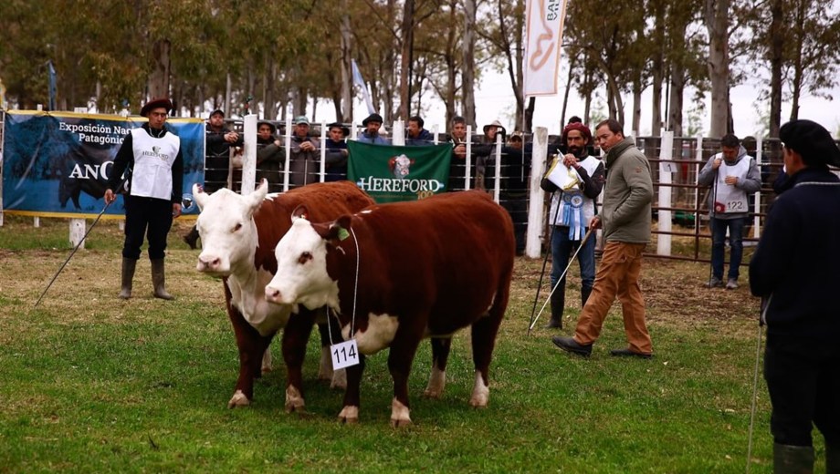 Hereford en la última Exposición Rural realizada en General Conesa.