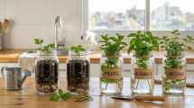 Imagen de Cómo cultivar hierbas frescas en frascos: guía práctica para tu cocina
