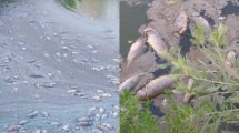 Imagen de Qué dijo EPAS sobre los peces muertos en una laguna de Senillosa: la provincia inspeccionó una planta