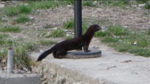 Alerta por el avance del visón americano en Neuquén: el exótico depredador que amenaza los ríos