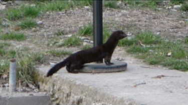 Alerta por el avance del visón americano en Neuquén: el exótico depredador que amenaza los ríos