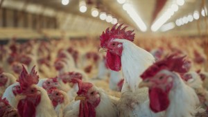 Influenza aviar: se confirmó un caso positivo en aves comerciales en Buenos Aires