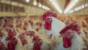 Influenza aviar: se confirmó un caso positivo en aves comerciales en Buenos Aires