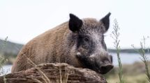 Imagen de Nuevos avistamientos de jabalíes en Bariloche: qué hacer ante un encuentro con este animal