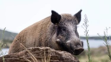 Nuevos avistamientos de jabalíes en Bariloche: qué hacer ante un encuentro con este animal