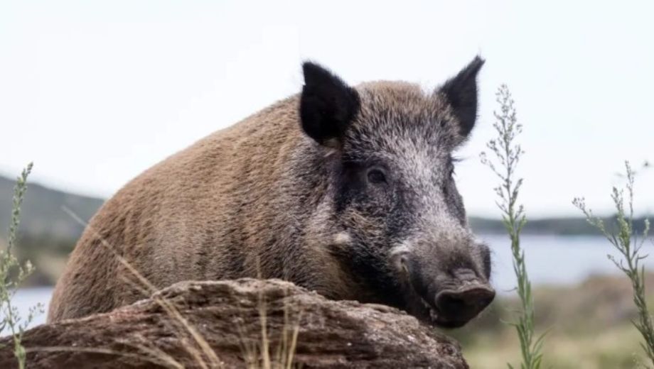 Jabalíes fueron vistos en Bariloche. Foto: Gentileza.   